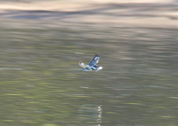 distant belted kingfisher Megaceryle alcyon with capture