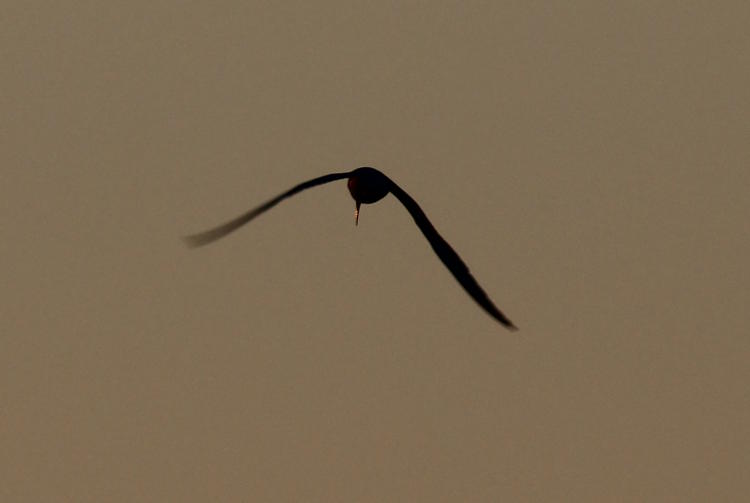 unidentified tern silhouette in morning twilight