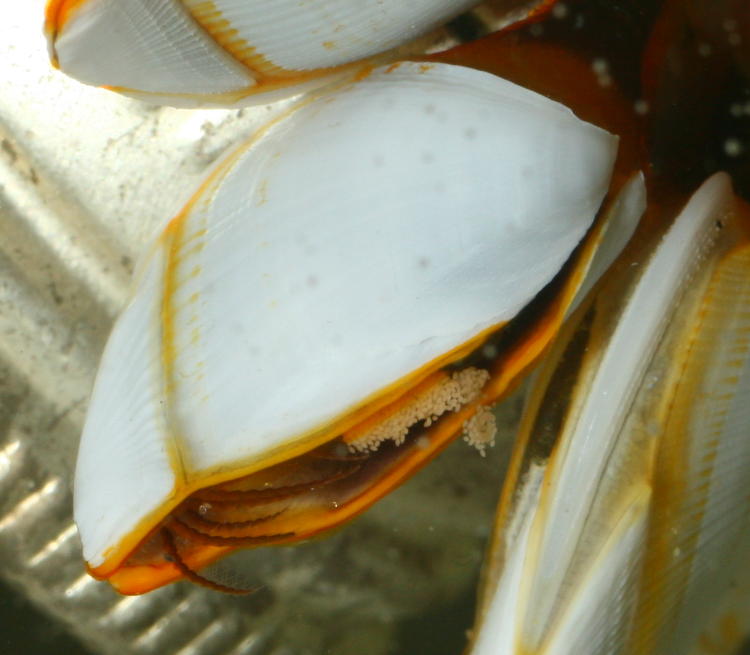 possible pelagic gooseneck barnacles Lepas anatifera potentially discharging eggs or young