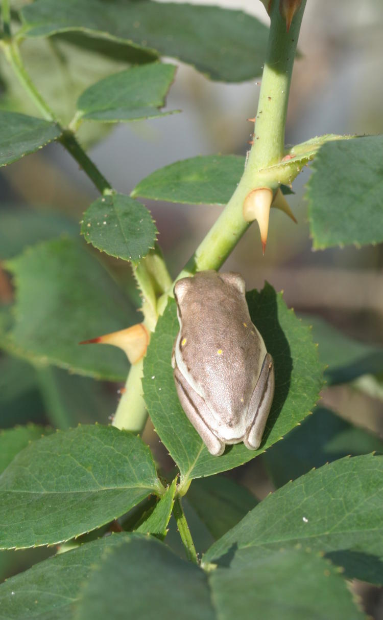 juvenile green treefrog Hyla cinerea in silvery grey color on rosebush