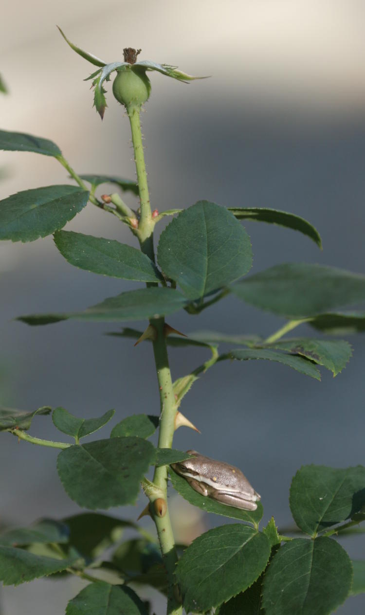 juvenile green treefrog Hyla cinerea in silvery grey color on rosebush