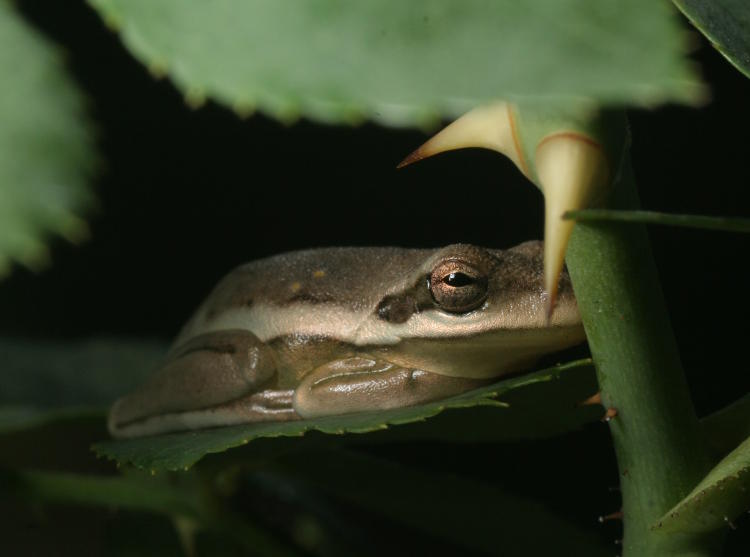 juvenile green treefrog Hyla cinerea in silvery grey color on rosebush