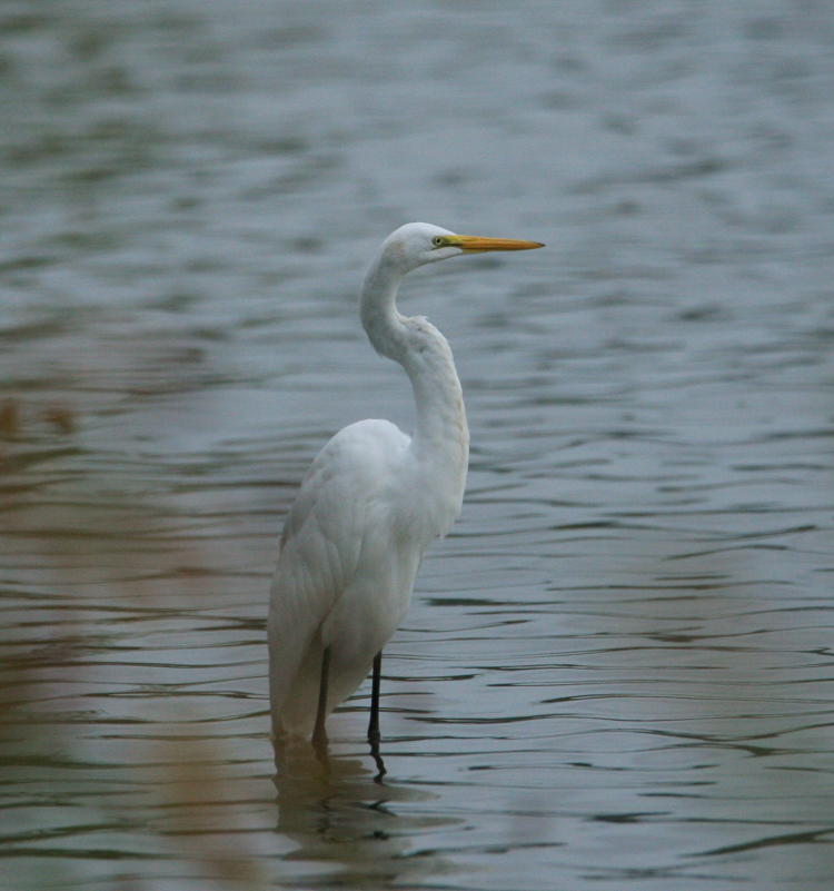 great egret Ardea alba on shore of Jordan Lake