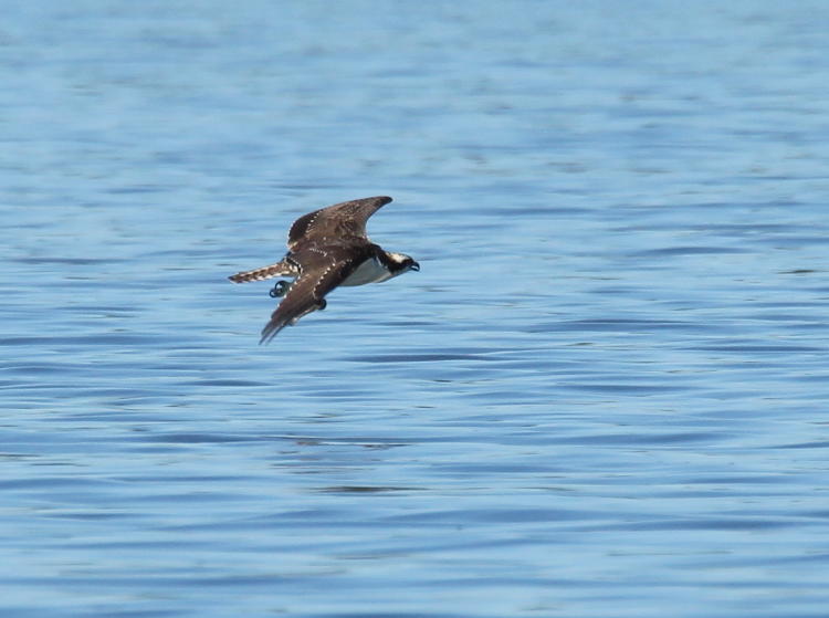 osprey Pandion haliaetus low over water