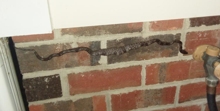 juvenile black rat snake Pantherophis obsoletus clinging to brick wall after recent meal