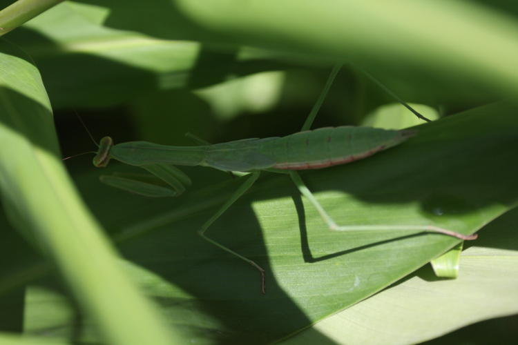 Chinese mantis Tenodera sinensis in shadows