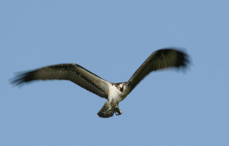 osprey Pandion haliaetus passing overhead with captured fish