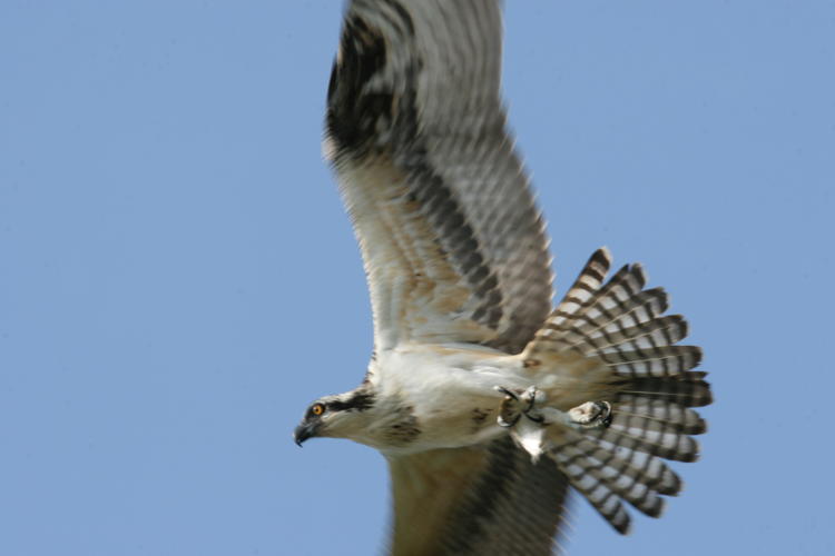 osprey Pandion haliaetus passing close overhead with fish