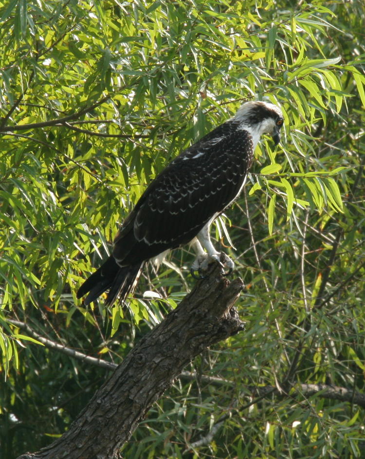 osprey Pandion haliaetus searching for fish