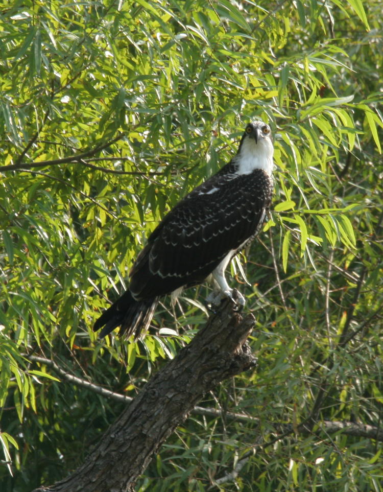 osprey Pandion haliaetus watching photographer for a moment