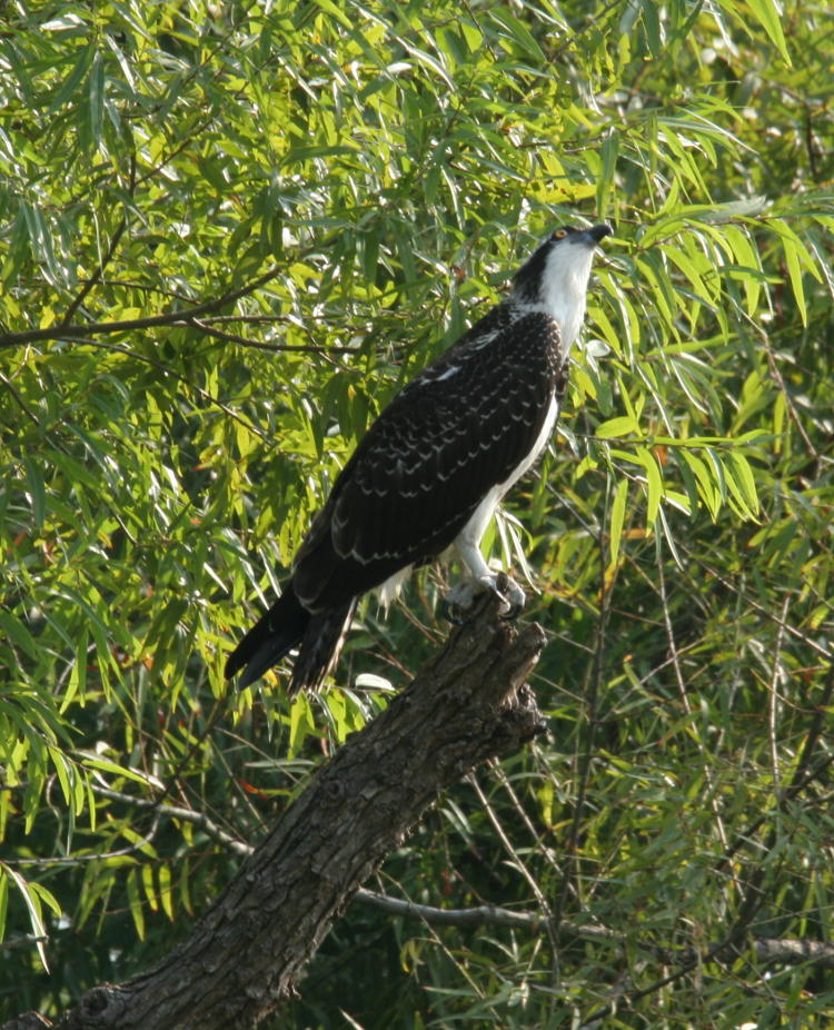 osprey Pandion haliaetus watching turkey vulture overhead