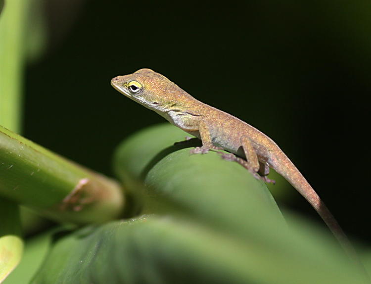 juvenile Carolina anole Anolis carolensis in brown display