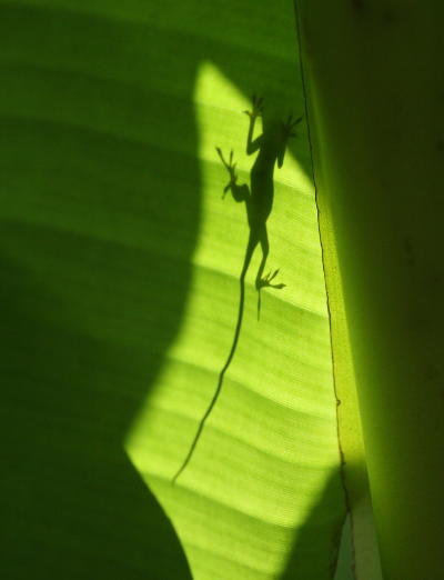 juvenile Carolina anole Anolis carolinensis shadow against banana leaf