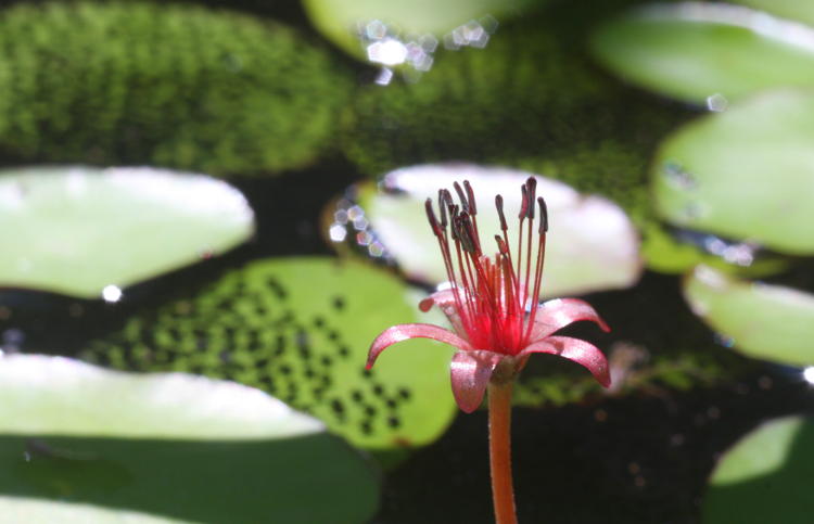 unidentified water flower against background of amphibian eggs