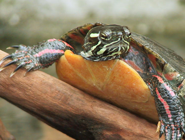 pissy painted turtle