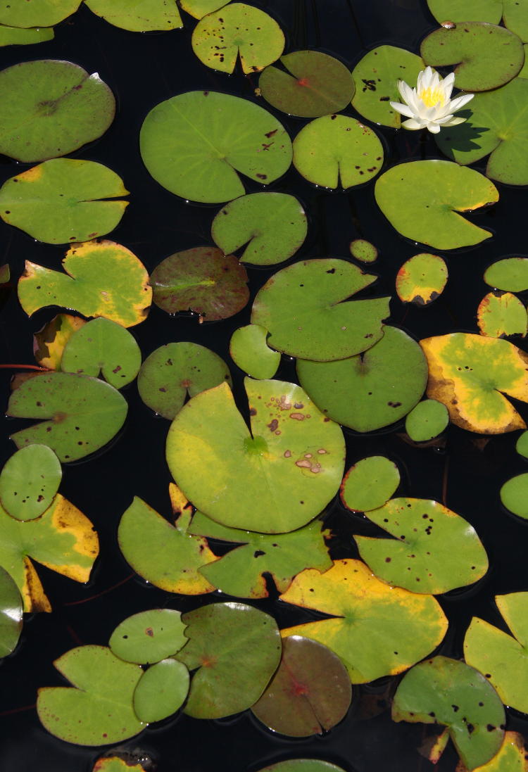 lily pad collection with single blossom