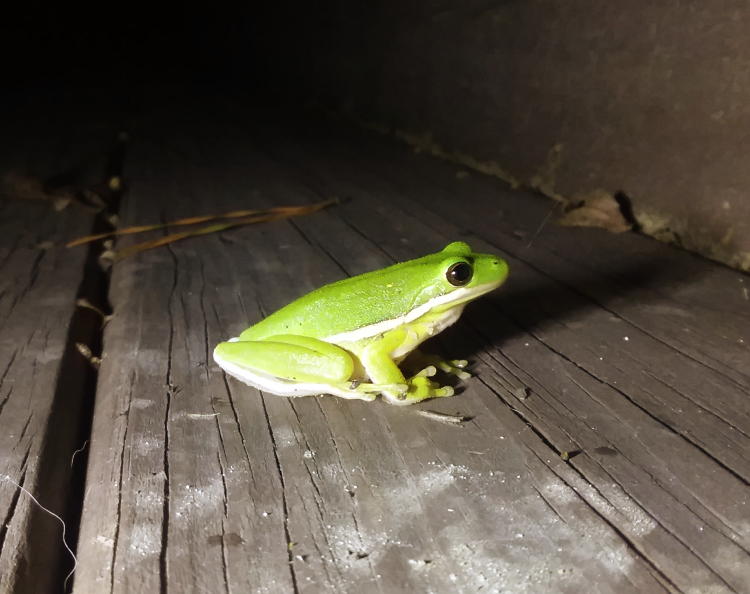 green treefrog Hyla cinerea on back steps