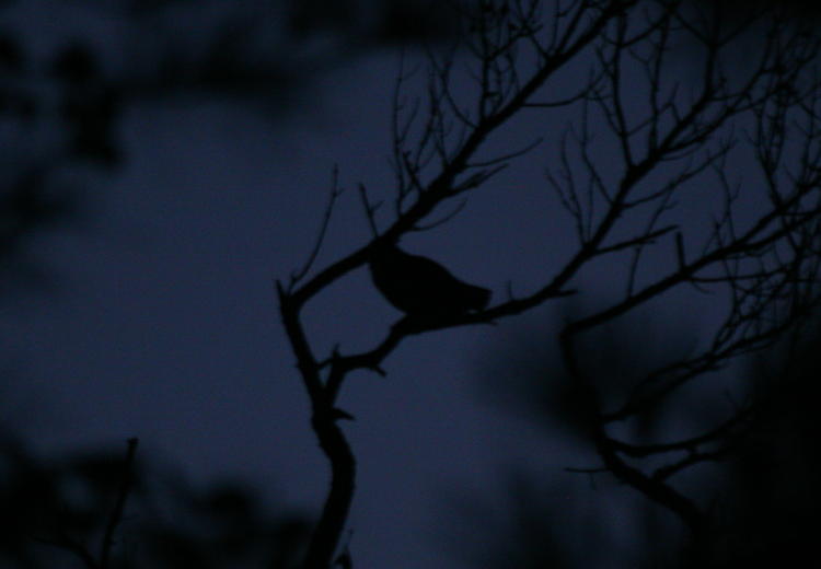 barred owl Strix varia in tree at twilight