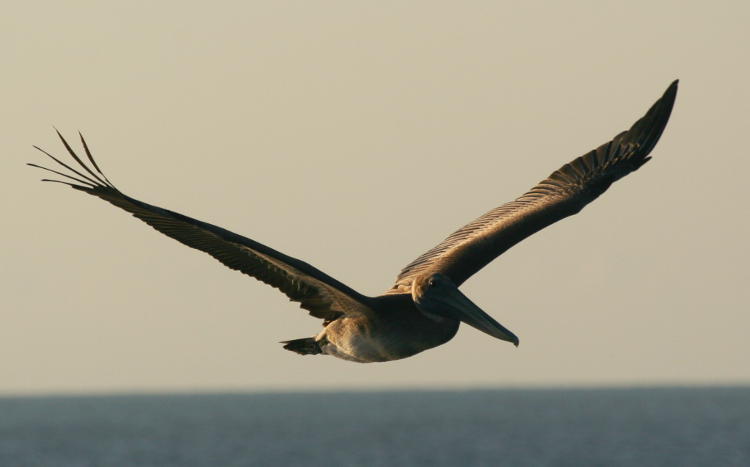 brown pelican Pelecanus occidentalis in flight  just after sunrise