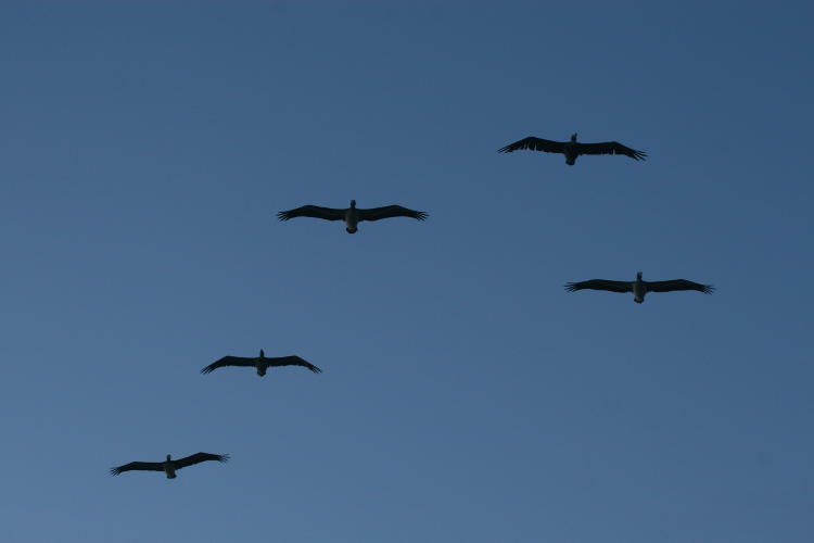 flight of brown pelicans Pelecanus occidentalis overhead at dusk