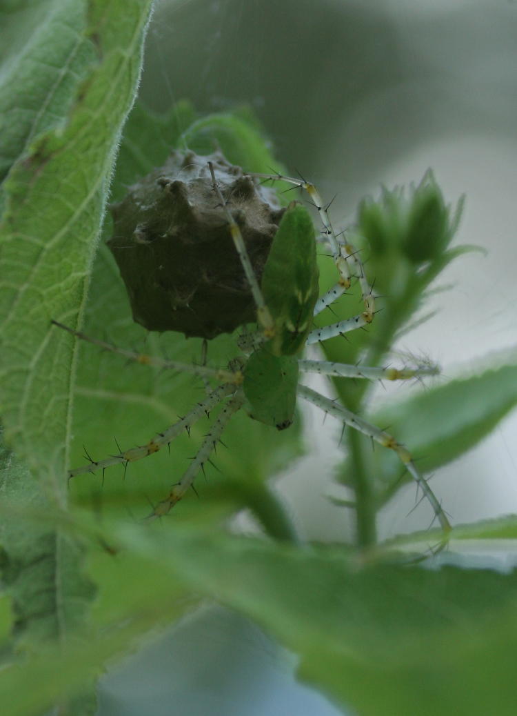 green lynx spider Peucetia viridans with egg case