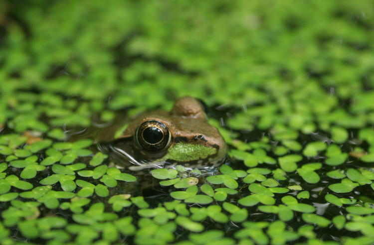 green frog Lithobates clamitans peeking from duckweed