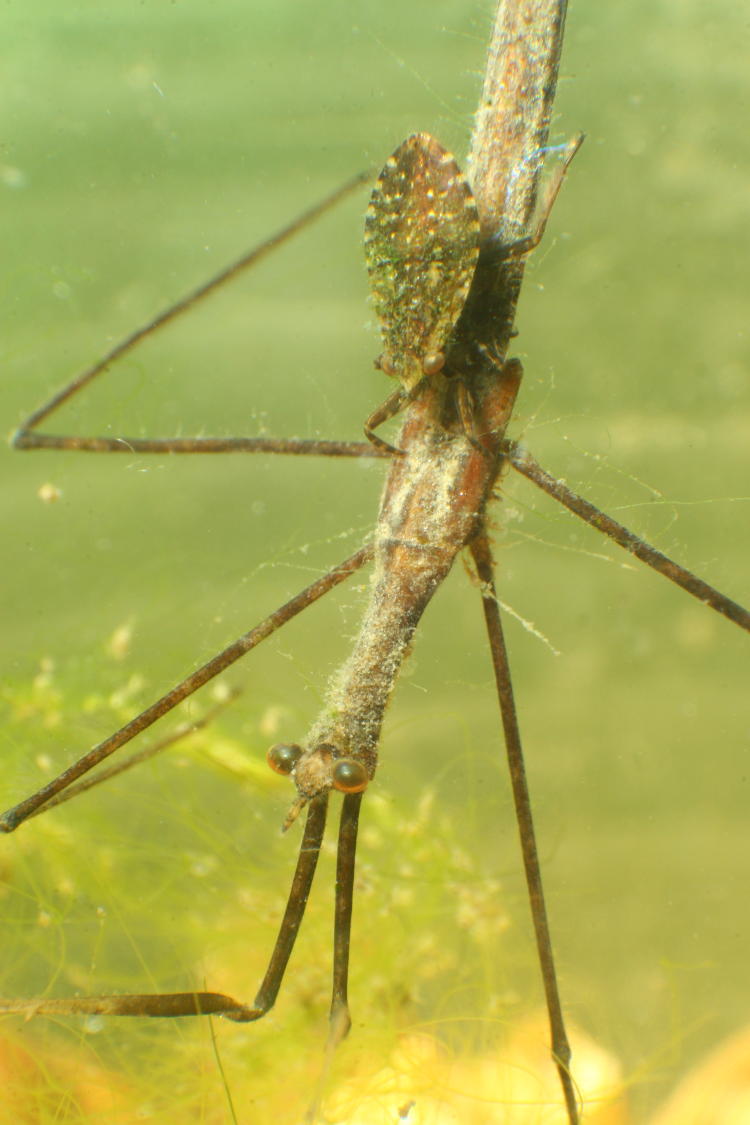 giant water bug Belostoma flumineum perched on back of water scorpion genus Ranatra