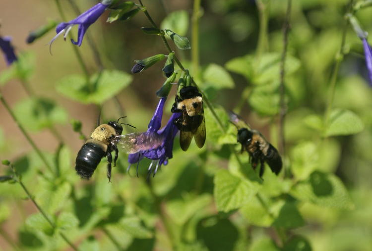 unidentified carpenter bees demonstrating odd behavior