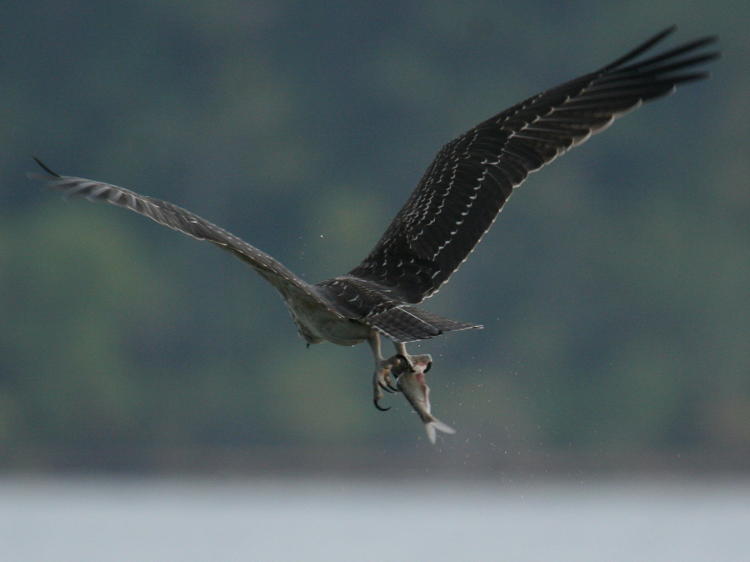 osprey Pandion haliaetus shaking off water from recent capture