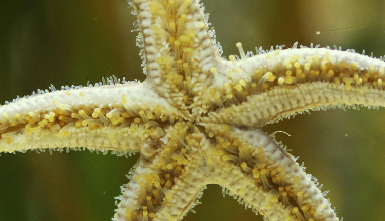 possible common starfish Asterias rubens on glass at NC Aquarium at Fort Fisher