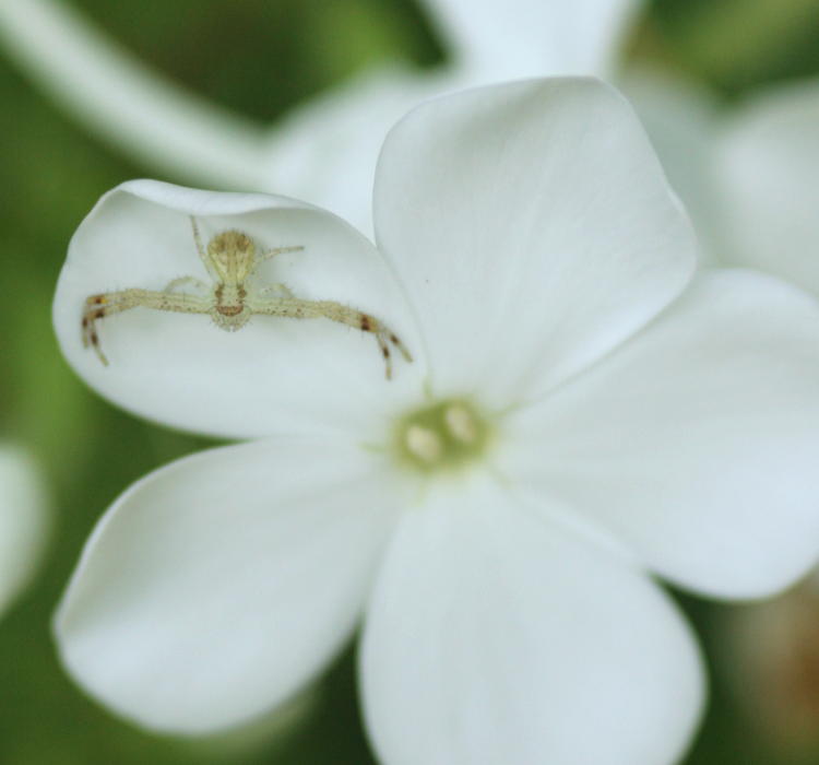 unidentified tiny crab spider genus Thomisidae