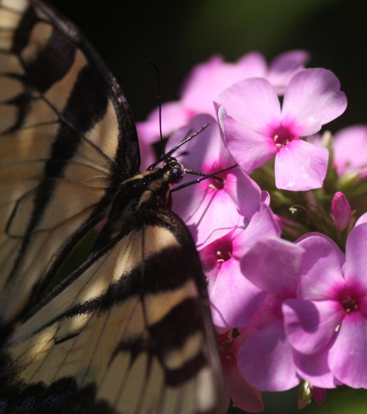 tiger swallowtail Papilio glaucus drinking from phlox blossom