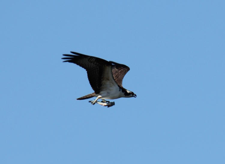 osprey Pandion haliaetus crusing past with fish