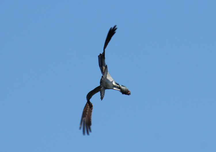 osprey Pandion haliaetus in banking dive with fish