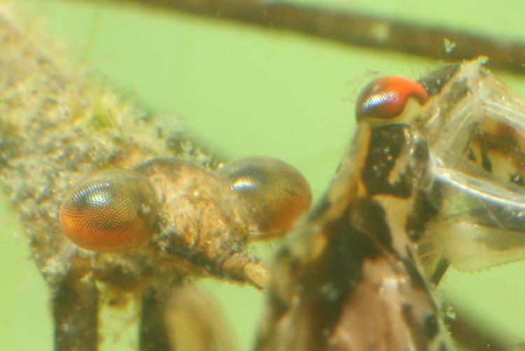 detail inset of water scorpion genus Ranatra and water bug Belostoma flumineum