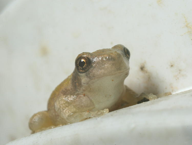 juvenile Copes grey treefrog Hyla chrysoscelis looking unimpressed