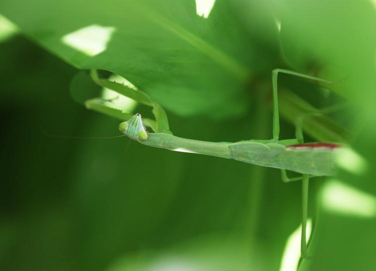 Chinese mantis Tenodera sinensis gazing at photographer