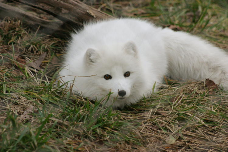 arctic fox Vulpes lagopus with fence almost entirely blurred
