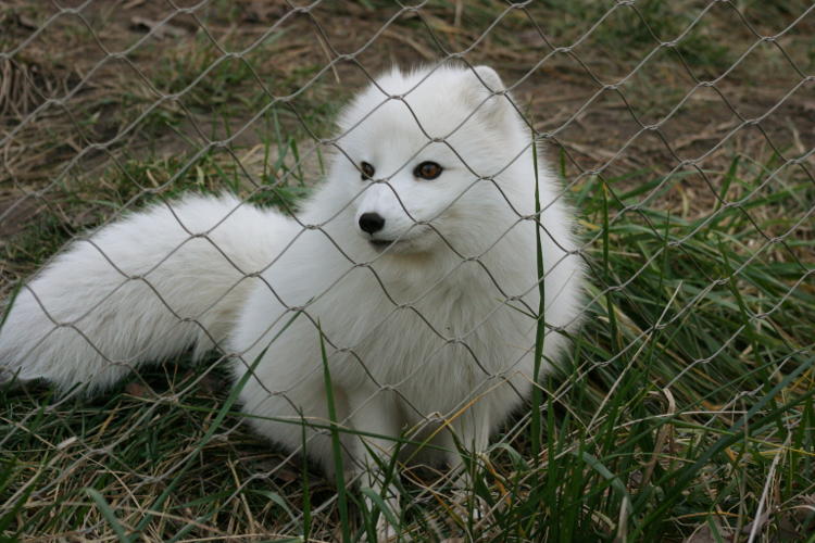 arctic fox Vulpes lagopus too close to fence