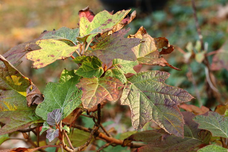 oak-leaf hydrangea Hydrangea quercifolia in fall