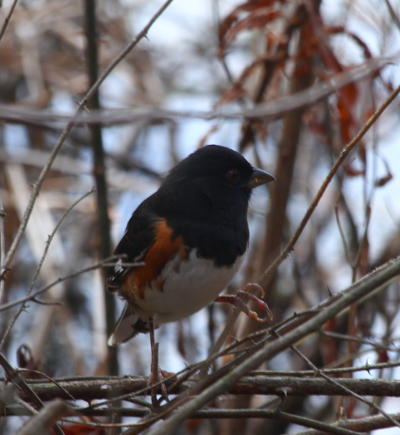 rufous-sided or eastern towhee Pipilo erythrophthalmus making brief appearance