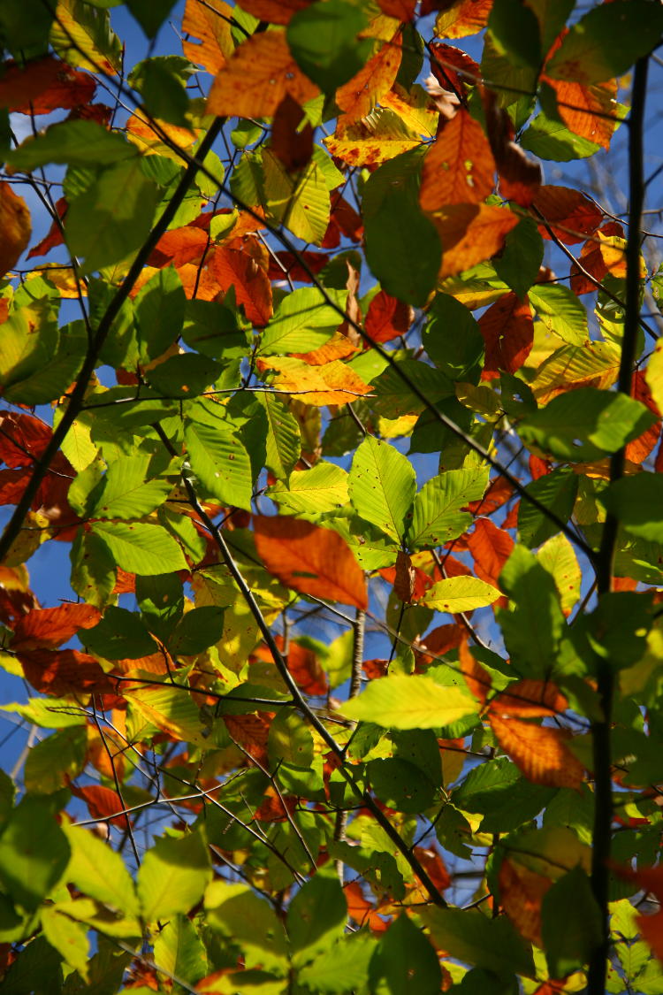 unidentified multi-colored backlit leaves against blue sky