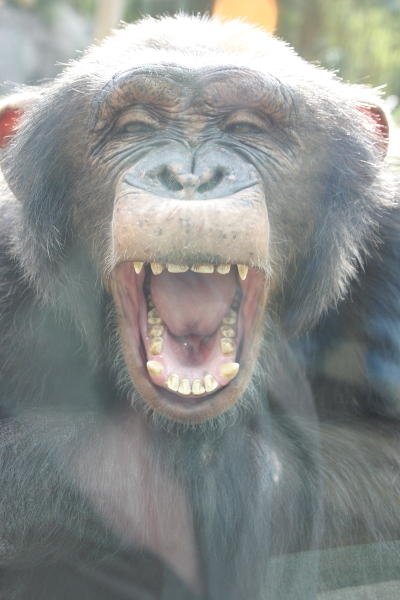 chimpanzee with glass reflections