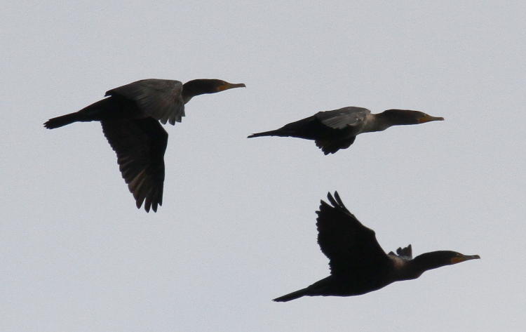 tight trio of double-crested cormorants Phalacrocorax auritus in midair