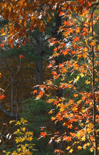 American sweetgum Liquidambar styraciflua in fall colors