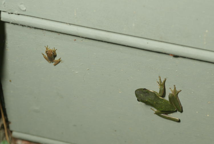 pair of differently-sized green treefrogs Hyla cinerea on wall
