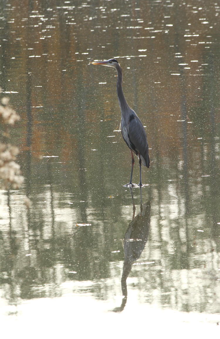 great blue heron Ardea herodias perched on submerged piling