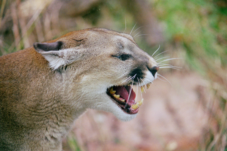 Florida panther Puma concolor coryi showing displeasure