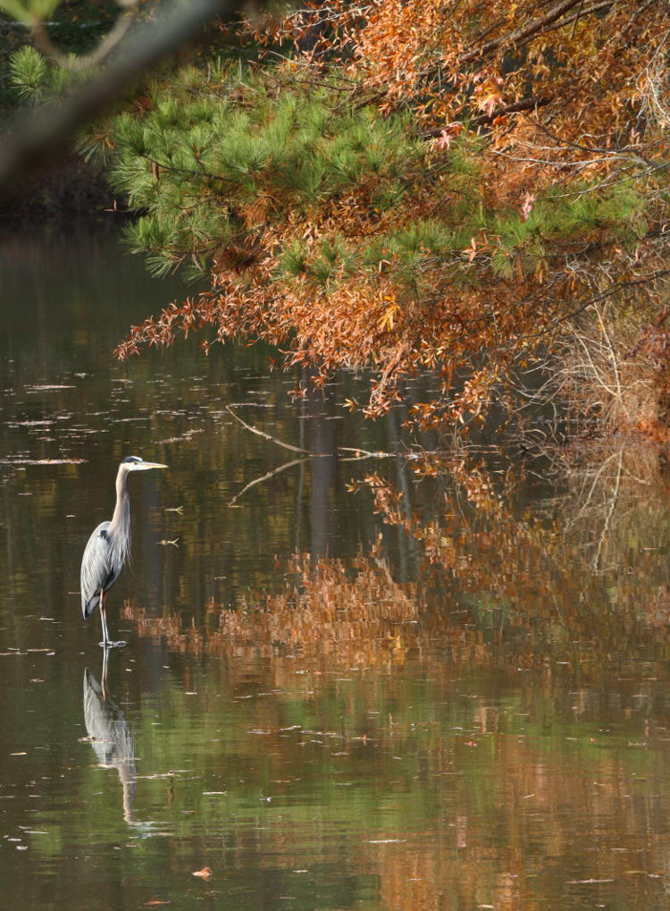 great blue heron Ardea herodias perched in shallows