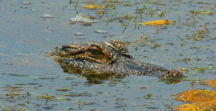 semi-submerged alligator over-saturated